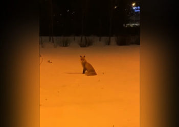 В Казани на видео попала лисица недалеко от «Ак Барс Арены»