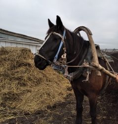В РТ в смерти мужчины, которого переехала телега с лошадью, обвинили заведующего фермой