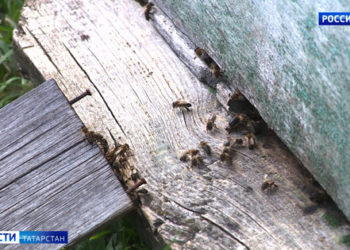 Пасеки Татарстана получат паспорта после массовой гибели пчел