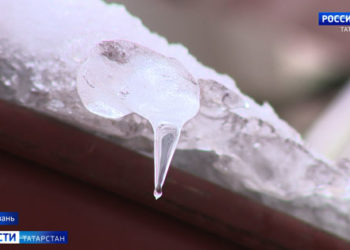 Пасеки Татарстана получат паспорта после массовой гибели пчел