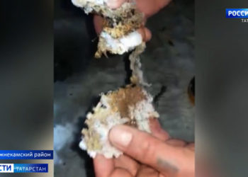 Татарстанские волонтёры высадили больше 1,5 млн саженцев в Сибири