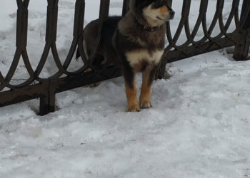В Челнах помогли собаке, которая застряла в заборе