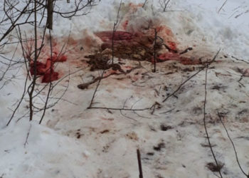 В Татарстане ищут преступников, застреливших лосиху с детенышами