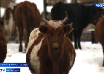 Слова экс-казанского чиновника и мужа певицы Нюши разозлило пользователей сети