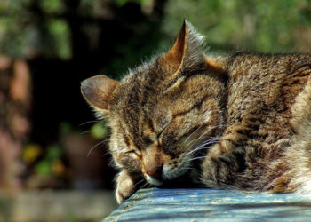 Невролог рассказал, чем опасна бессоница