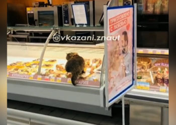 На видео сняли кота, поедающего мясо на прилавке в гипермаркете «Лента»
