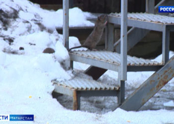 Россия 24. Дорожный репортер от 18 февраля