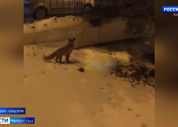 В центре Казани на видео сняли лисицу