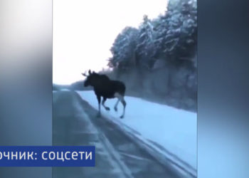 В Казани крупный лось перебежал дорогу прямо перед автомобилем и попал на видео