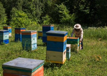 В Рыбно-Слободском районе семья разовьет пчелоферму при поддержке государства