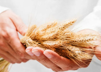 Ученые Татарстана вывели новый сорт пшеницы «100-лет ТАССР»