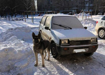 В Елабуге мужчина оставил щенка на морозе на всю ночь, привязав к машине