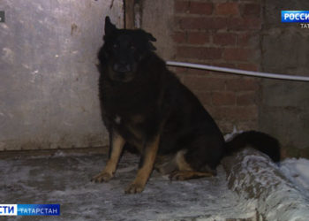 В Татарстане могут закрыться приюты для животных из-за нового норматива