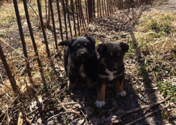 В Татарстане установили правила содержания животных в приютах