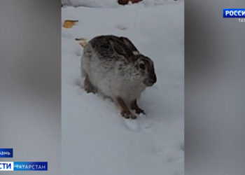 В Казани на видео сняли зайца, живущего на парковке