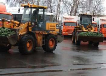 В Татарстане совхоз уничтожил 76 тонн огурцов