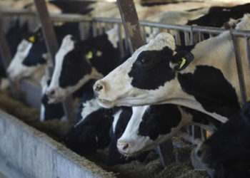В Татарстане обнаружили сверхпродуктивную корову
