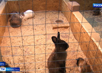 В Казанском торговом центре проверили контактный зоопарк — возбуждено дело