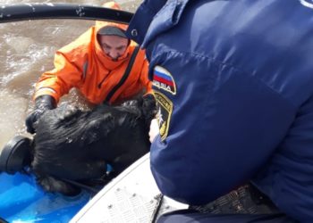 В Челнах сотрудники МЧС спасли тонущую собаку