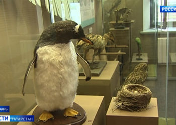 В музее естественной истории РТ открыли выставку, посвященную редким птицам