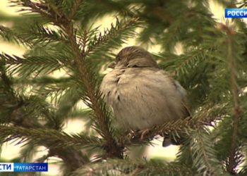 В Казани экстренно приземлился самолет