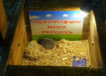 В Казани начались проверки трогательных зоопарков