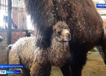 В Татарстане запустили горячую линию юридической помощи в связи с коронавирусом