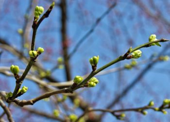 “Музыкаль мизгелләр”. 16 март.