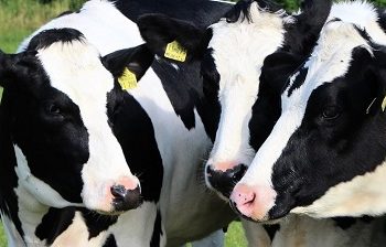 Начинающий фермер из Аксубаевского района при поддержке Минсельхозпрода  открыл свою ферму.