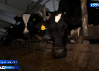 Как получить спецпропуск на время самоизоляции