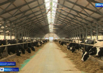 Атнинским животноводам выделят миллиард рублей на восстановление дойного стада