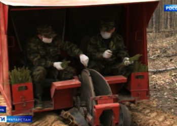 В Татарстане восстановят пять тысяч гектаров леса
