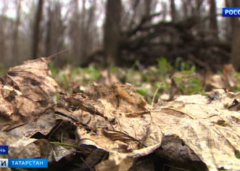 Новые подробности о матери, сбежавшей с сыновьями жить в лес