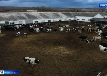 Бавлинские фермеры: без поручения Минниханова программа поддержки аграриев была бы невозможна