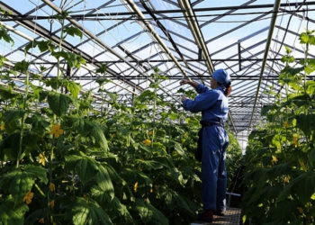 Более 160 человек подали заявку на работу на селе по программе минсельхоза РТ