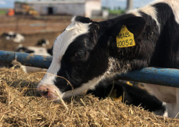 Минсельхозпрод РТ: в Татарстане чипируют животных