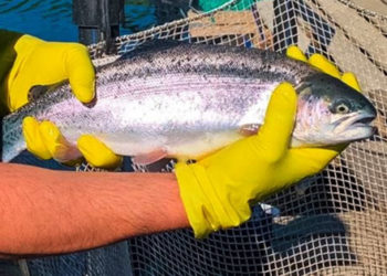 В Лениногорском районе семья открыла рыбную ферму по национальному проекту