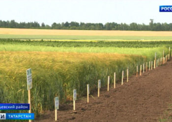 Казанские ученые нашли новый способ повысить урожайность сельхозкультур