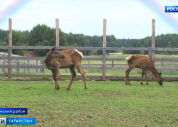  В Татарстане началась уборка урожая
