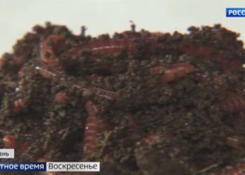 Татарстанцы стали лечиться высушенными «противоковидными червями»