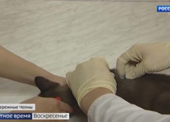 Какие подводные камни есть у нового закона о чипировании животных