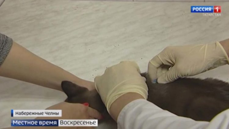 Какие подводные камни есть у нового закона о чипировании животных