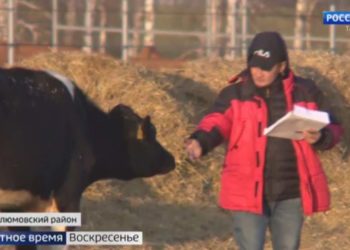 В Муслюмовский район привезли полтысячи коров из Германии