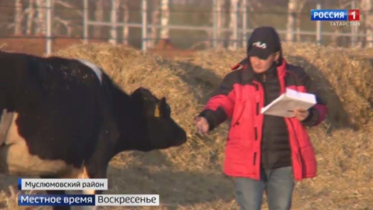 В Муслюмовский район привезли полтысячи коров из Германии