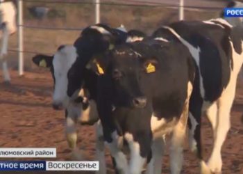 В Муслюмовский район привезли полтысячи коров из Германии