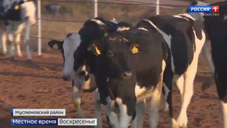 В Муслюмовский район привезли полтысячи коров из Германии