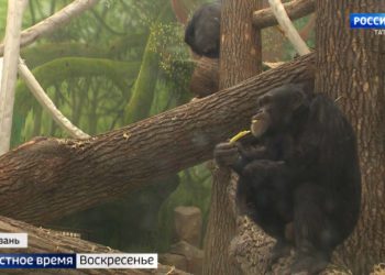 В зоопарке «Река Замбези» появились шимпанзе из Швейцарии
