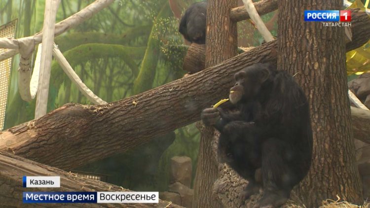 В зоопарке «Река Замбези» появились шимпанзе из Швейцарии