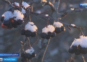 В Татарстане начался сбор урожая черноплодной рябины