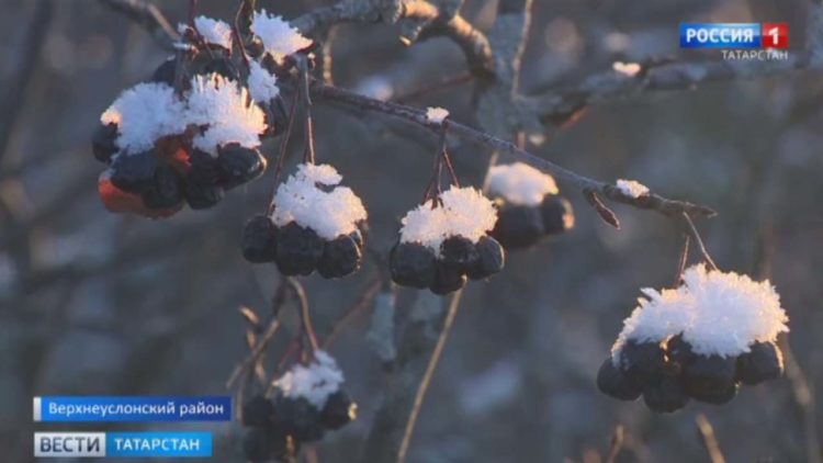 В Татарстане начался сбор урожая черноплодной рябины